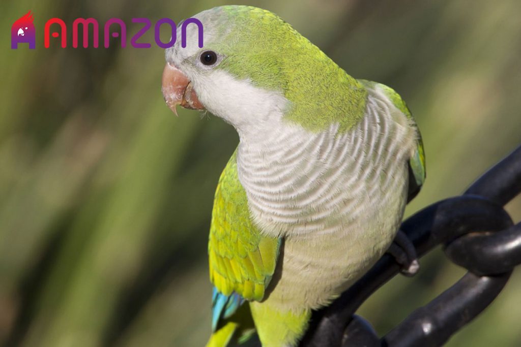 مشخصات طوطی راهب ( کواکر ) - Characteristics of monk parrot