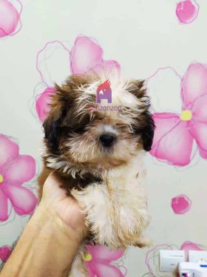 فروش سگ شیتزو خالص - Selling pure Shizu dogs - فروش حیوانات ، درمان بیماری ، آموزش و تربیت حیوانات خانگی آمازون